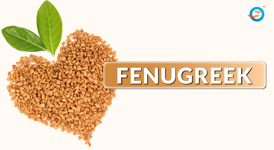 Fenugreek seed