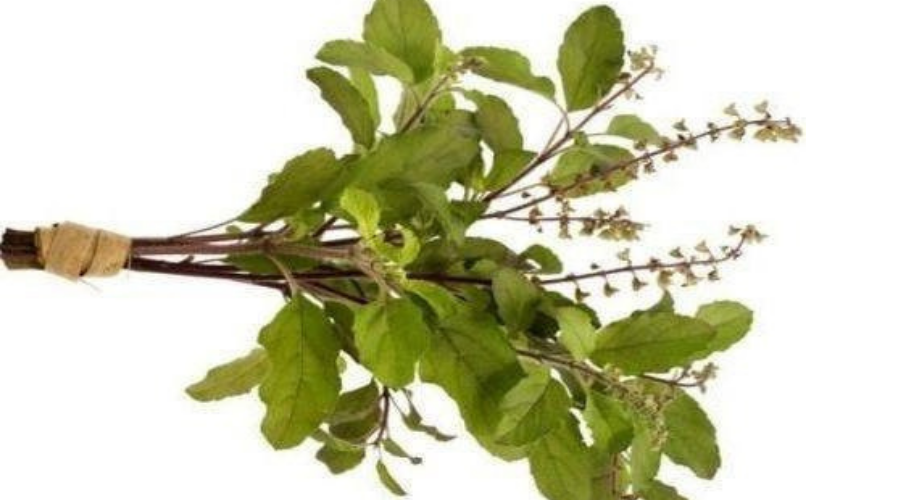 Holy Basil (Tulsi)