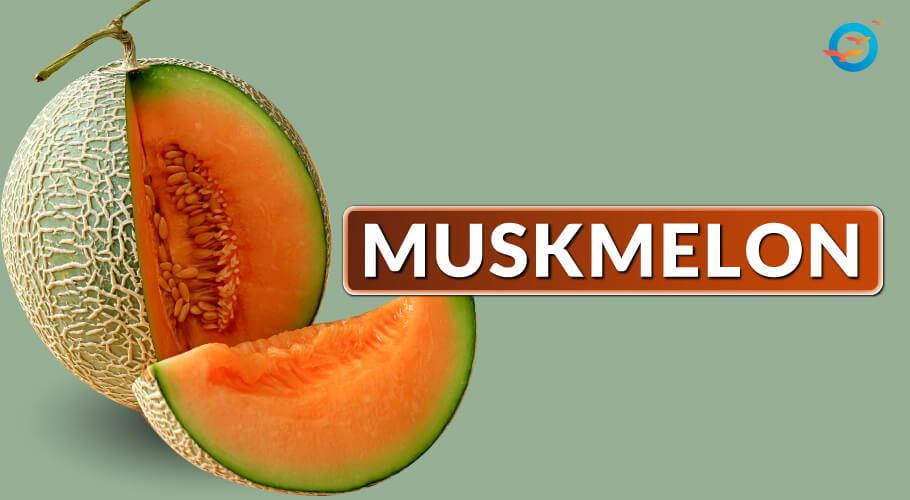 Muskmelon though with high GI has a very low GL and hence much useful in diabetes 